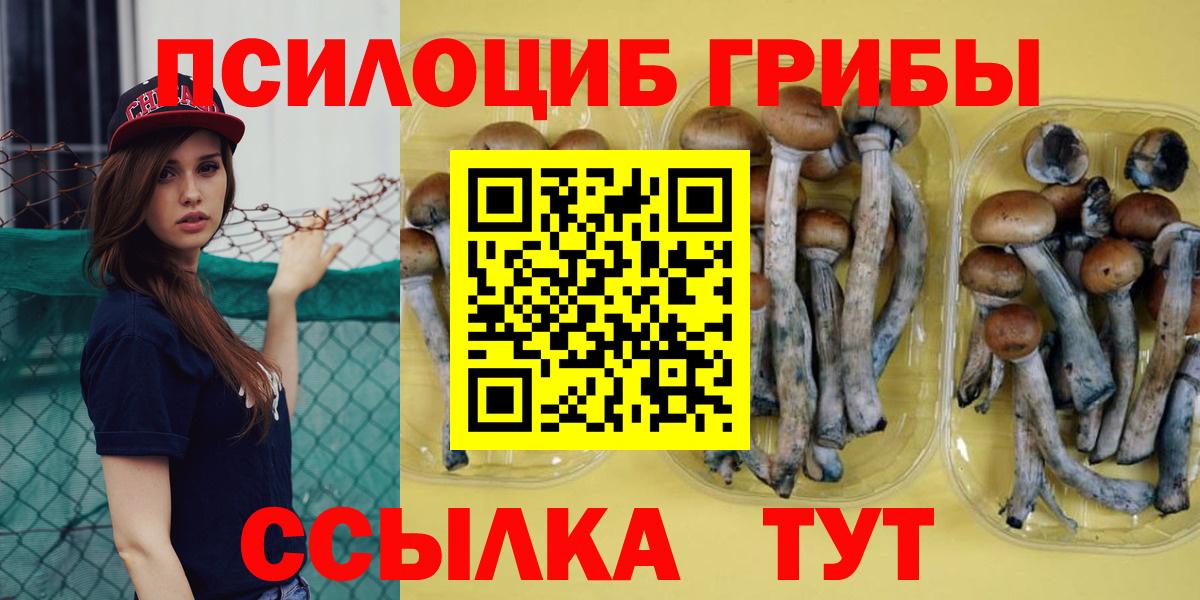 Псилоцибиновые грибы Psilocybine cubensis Гусиноозёрск